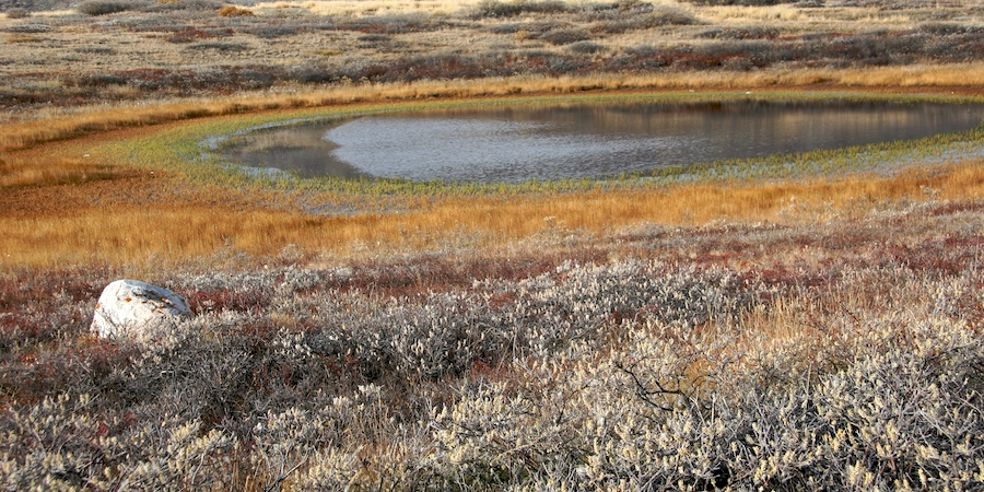 An earth-tone palette composes the arid landscape of the arctic highlands.